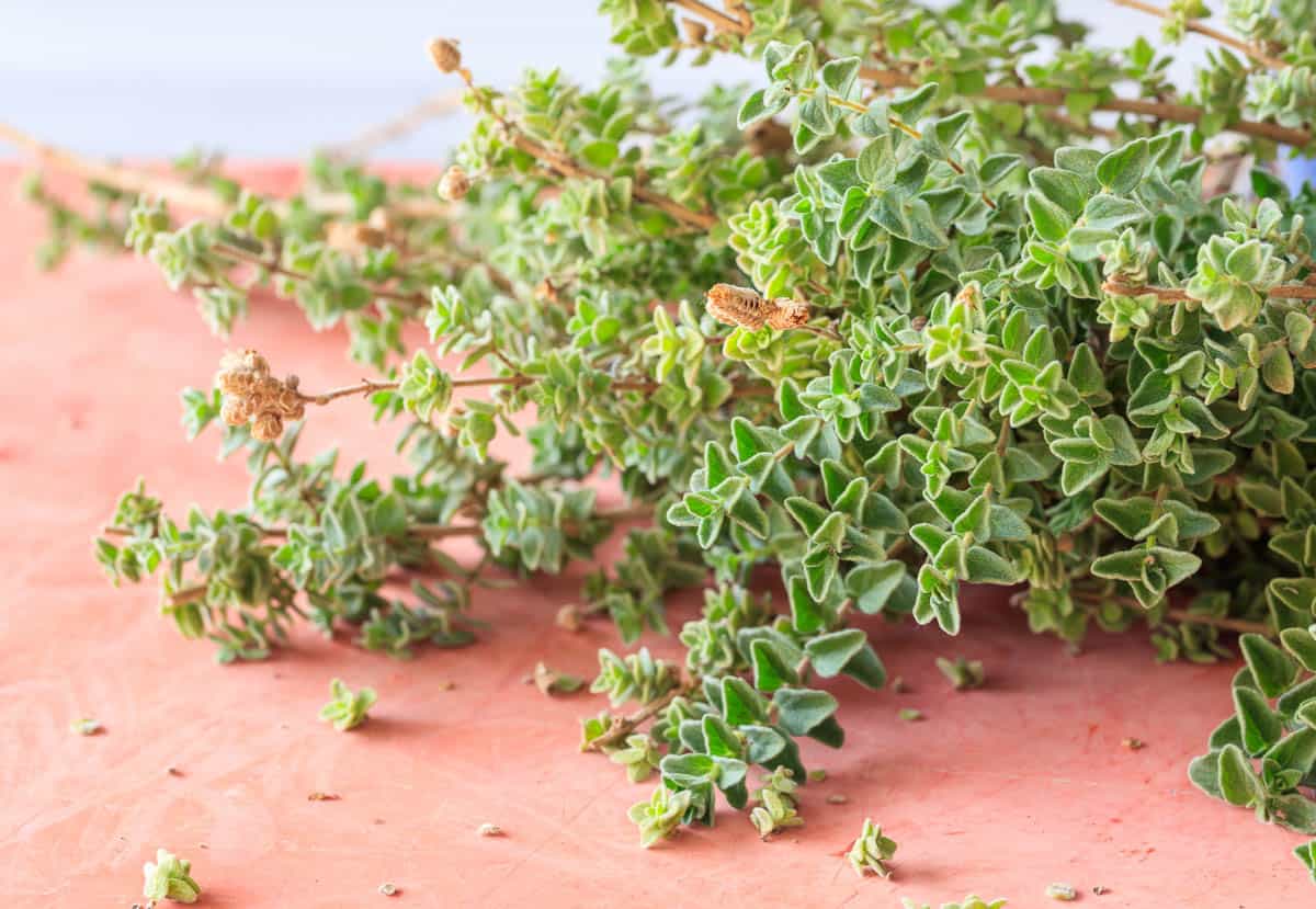 A bunch of oregano leaves on a table.