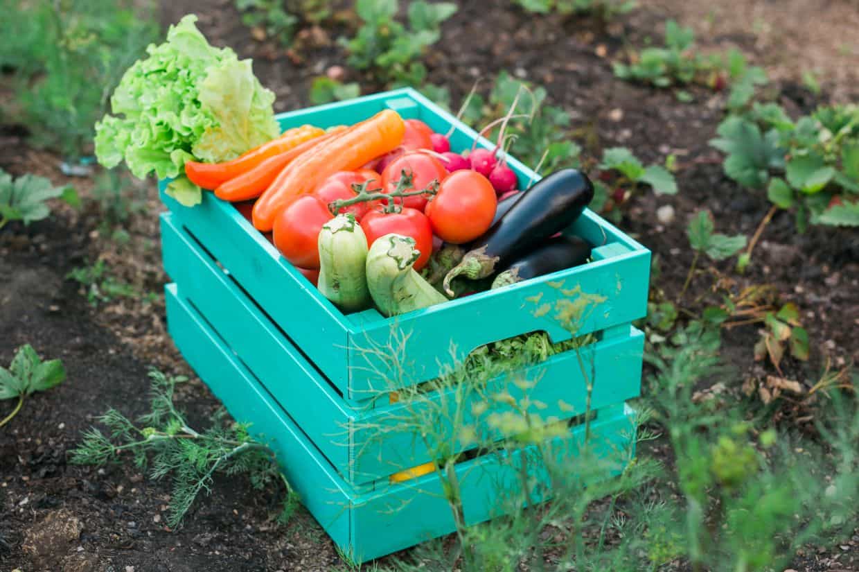 A crate full of locally sourced vegetables in a garden.
