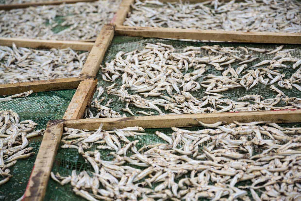 Dried fish in a wooden frame.