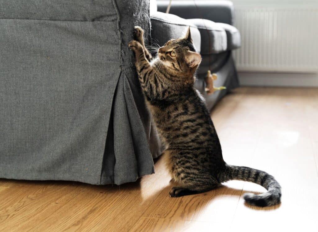 claws-off-how-to-stop-cats-from-scratching-furniture