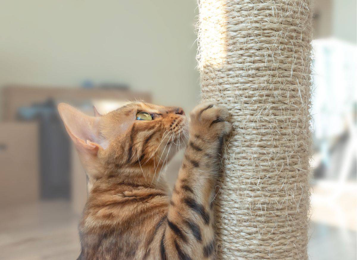 A Bengal cat engaging with a scratching post as an alternative to prevent furniture scratching.