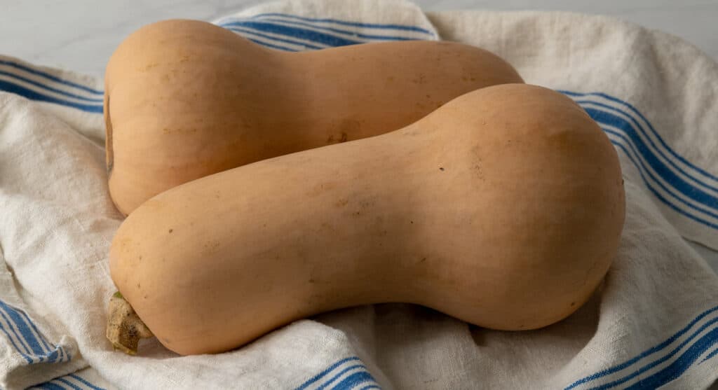 Two butternut squash on a blue and white towel.
