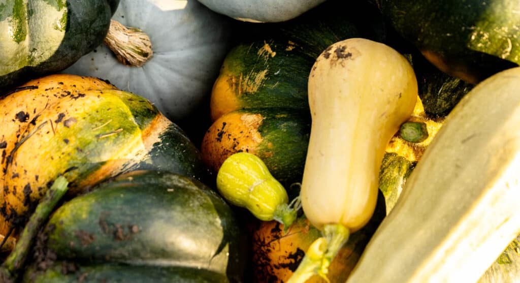 A pile of squashes and gourds.