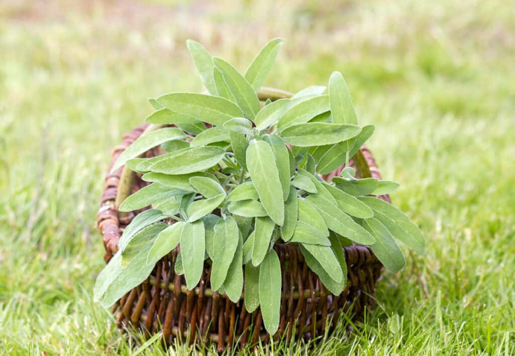 Sage in a wicker basket on the grass.