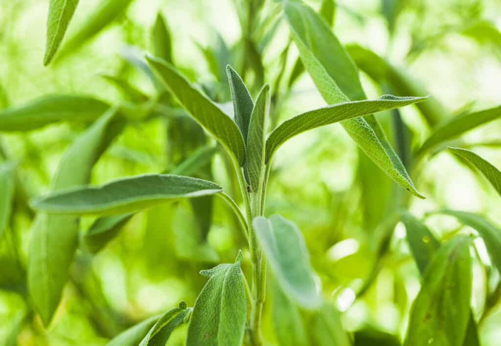 A close up of a sage plant with green leaves.