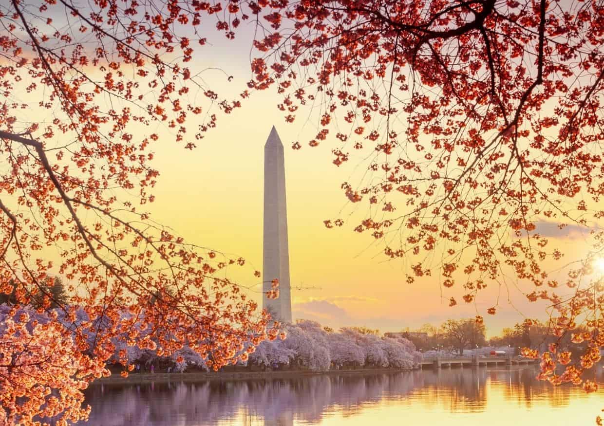 The Washington Monument surrounded by cherry blossoms at sunset.