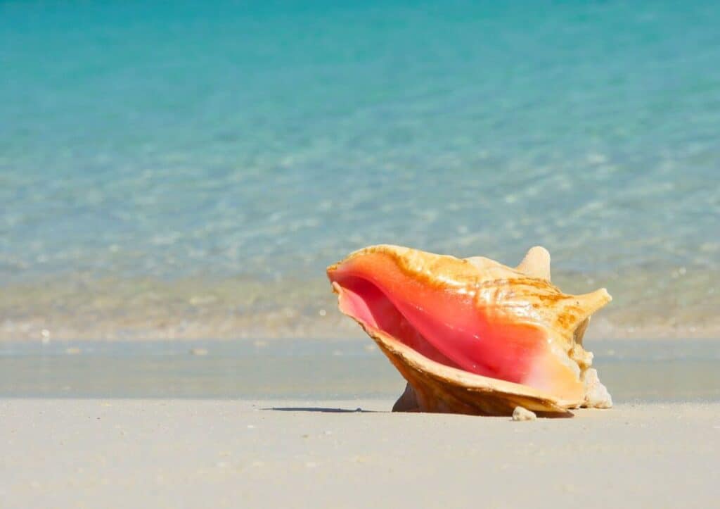 A conch shell on a beach in the caribbean.