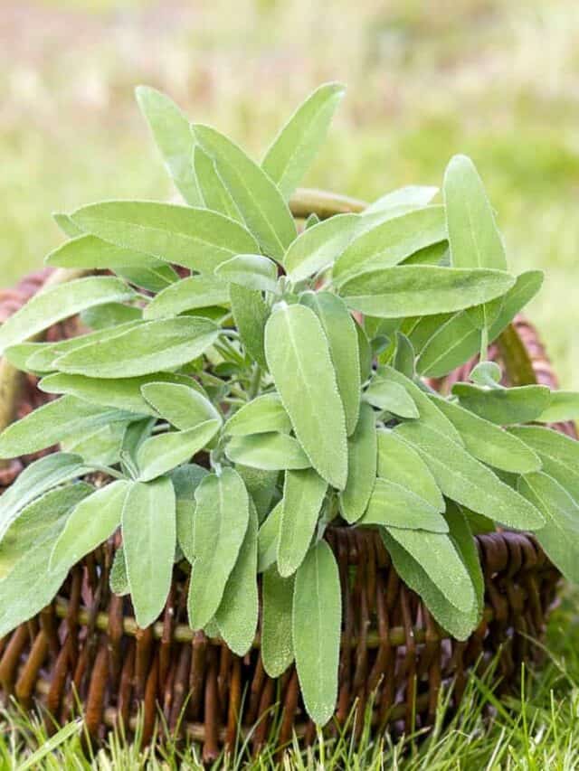How to Prep, Cook and Store Fresh Sage