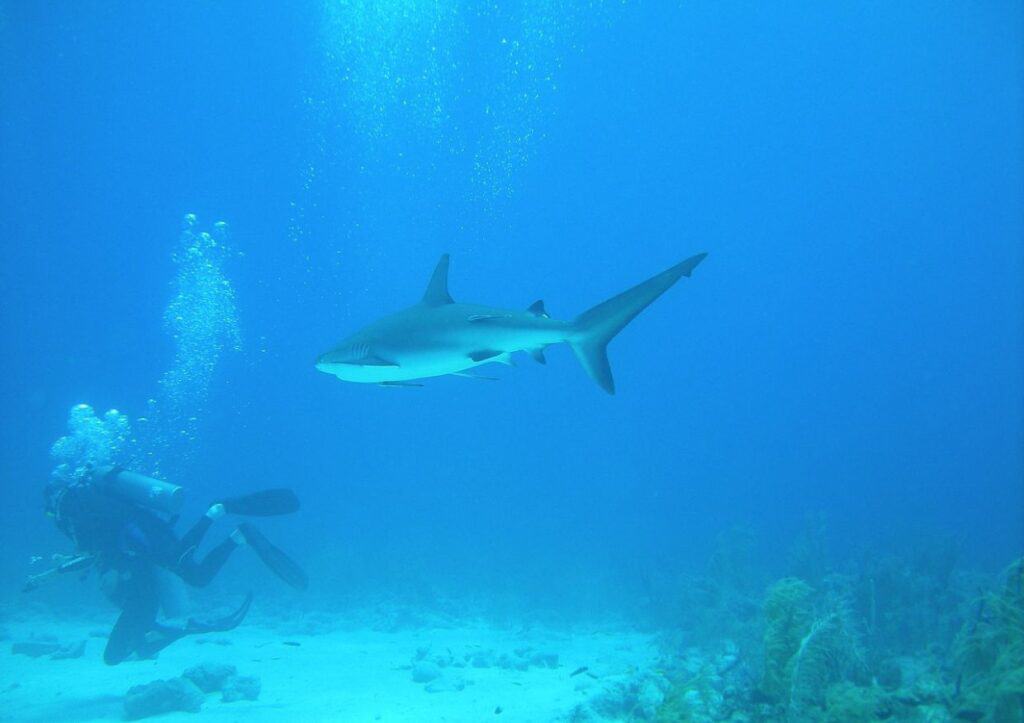 A diver is scuba diving with a shark.