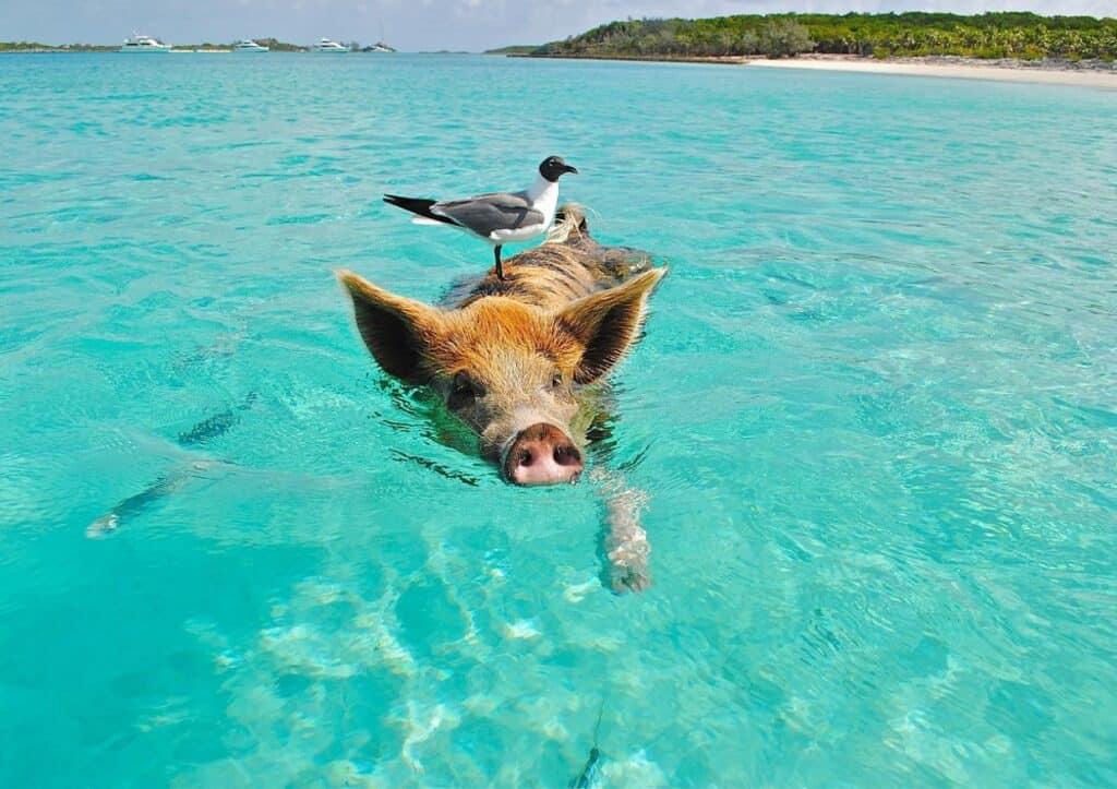 A pig swimming in clear blue water with a seagull on its back.