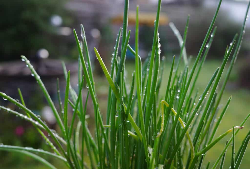 A close up of chives with water droplets on it.