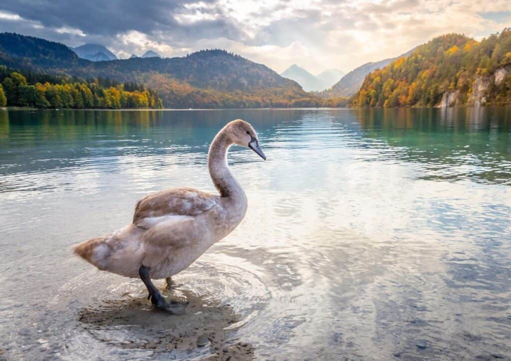 Neuschwanstein Castle overlooks a lake as a swan gracefully stands in the shallow water.