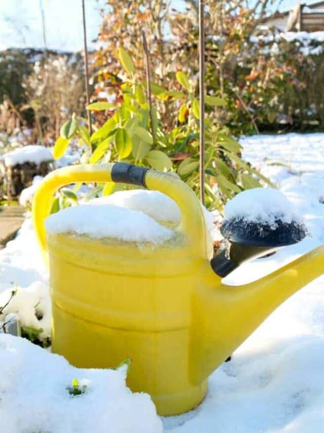 Thumbs Up: Winter Gardening Tips You Need