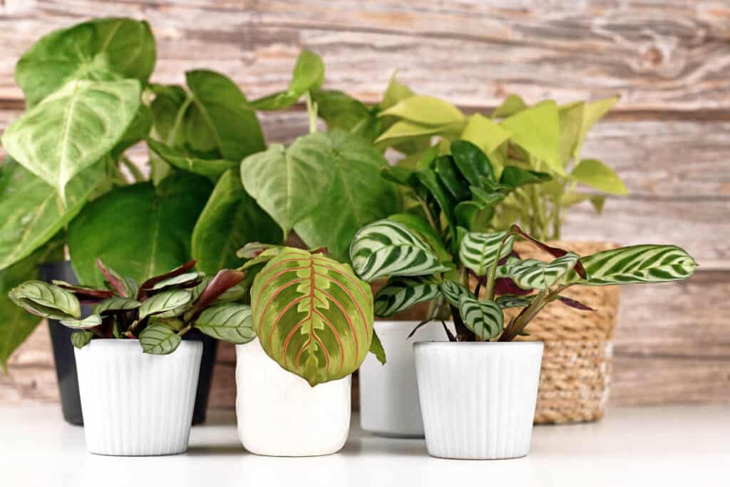 A group of plants in white pots on a wooden table.