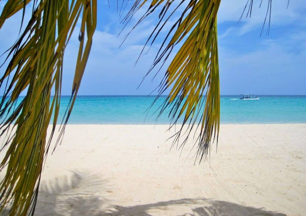 A white sandy beach with a palm tree in the background.