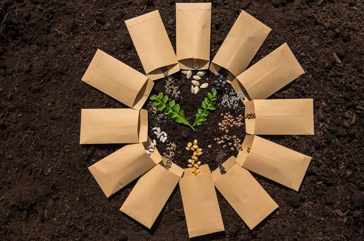 Brown paper bags with seedlings on arranged in a circle on ground.