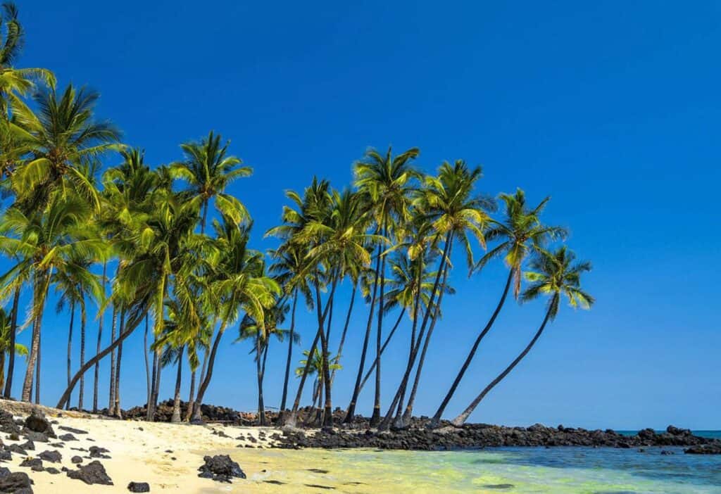 A sandy beach with palm trees and a blue sky.