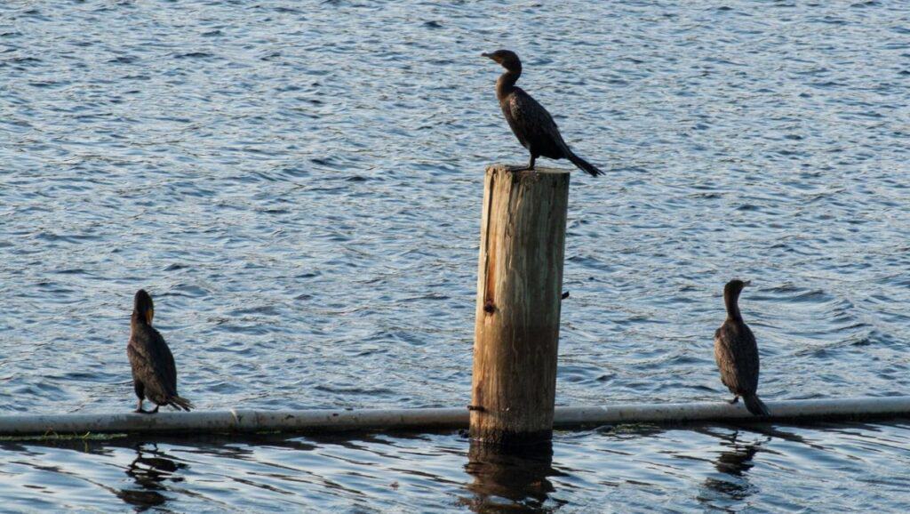 A bird standing on a post in the tranquil waters of Blue Spring State Park.