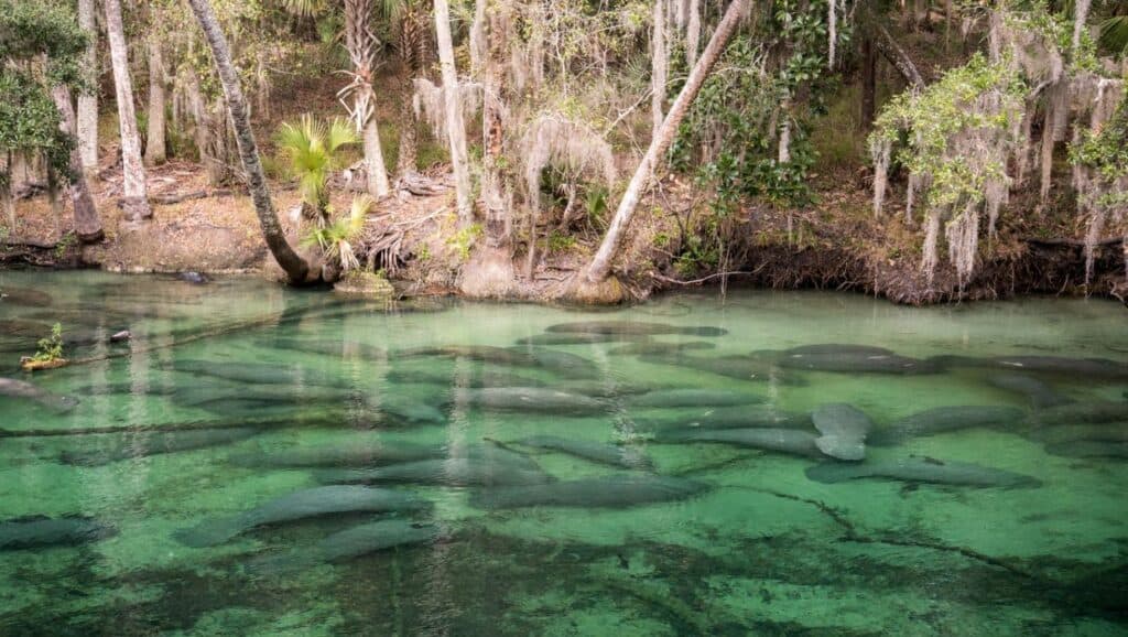 A group of manatees swimming in the crystal clear waters of Blue Spring State Park.