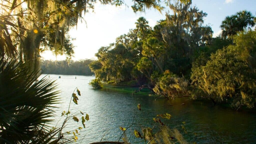 Blue Spring State Park is a scenic destination with a tranquil lake nestled among lush trees and adorned with delicate moss.