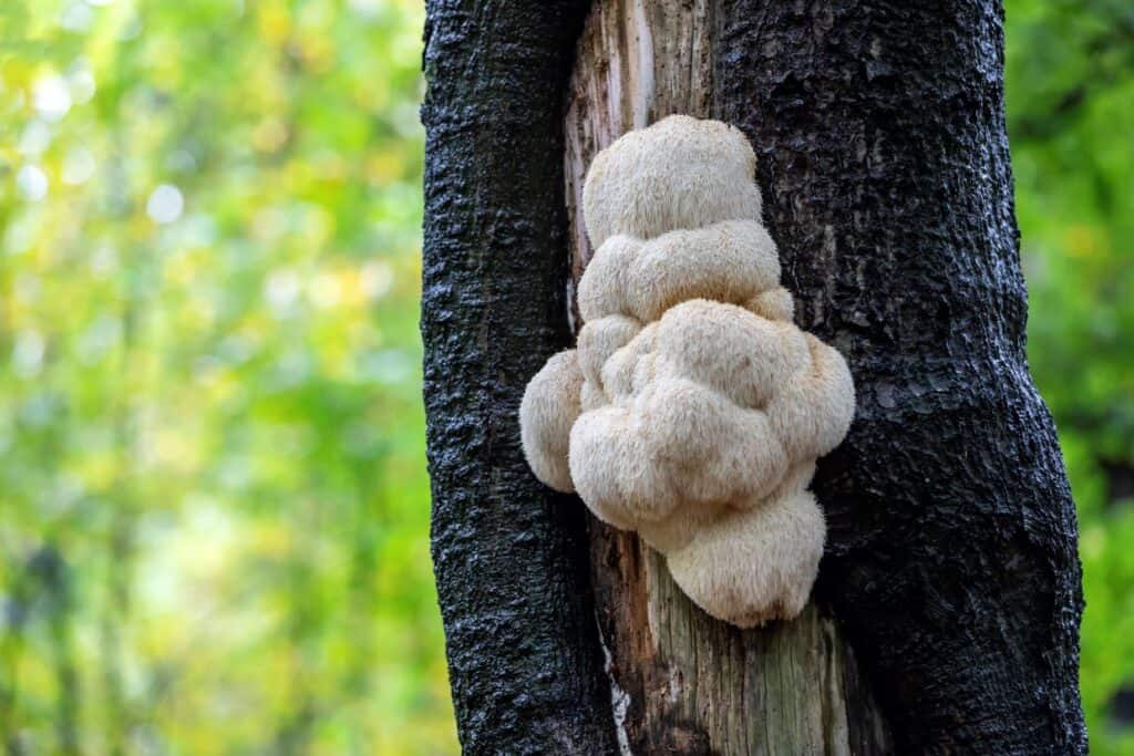 A mushroom growing on a tree trunk.