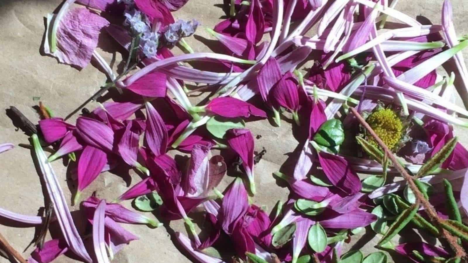 A bunch of dried purple flowers on a piece of paper.