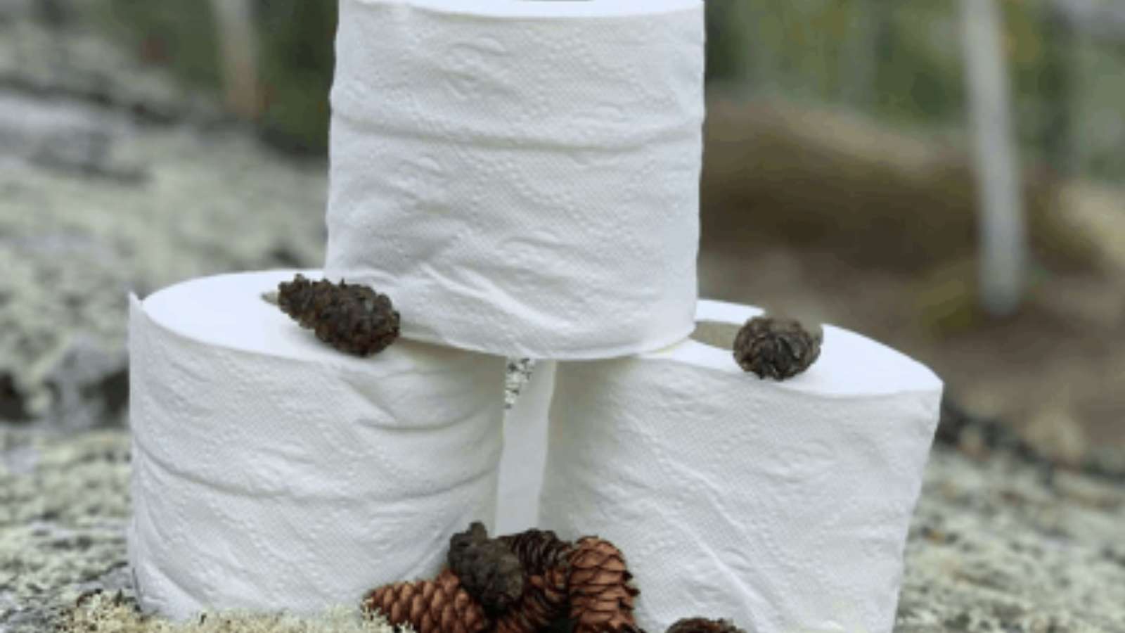 Three rolls of toilet paper stacked on top of pine cones.