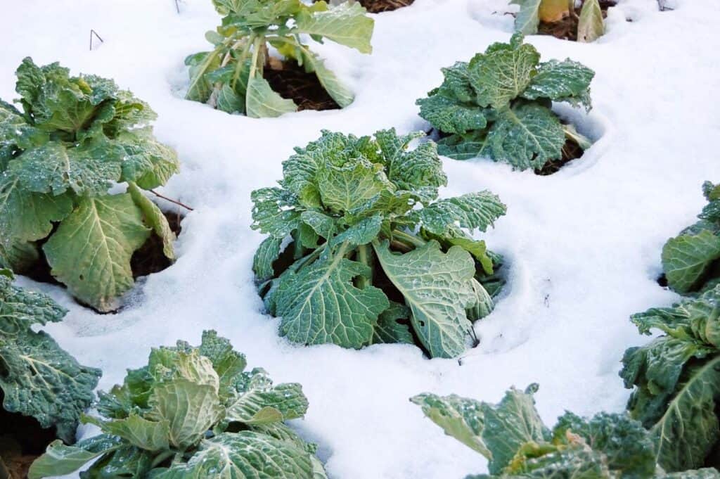 Cabbages in the snow.