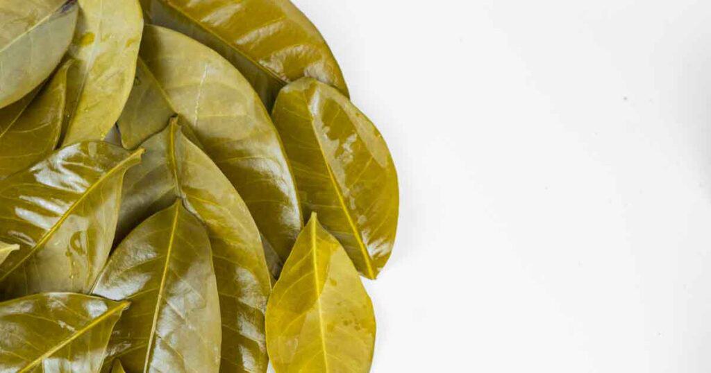 A bunch of bay leaves on a white background.