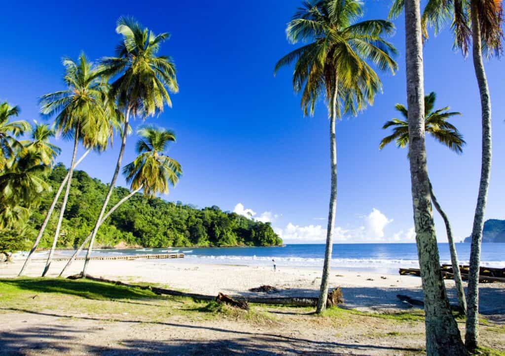 A beach with palm trees and a blue sky.