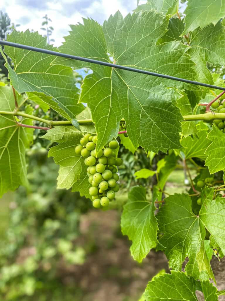 A bunch of green grapes on a vine.
