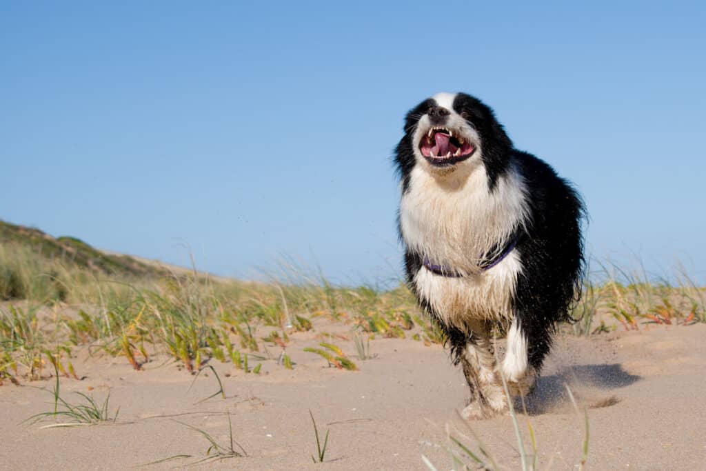 A black and white dog running on a sandy beach, the perfect scenery for pet owners looking to travel with their furry companions.