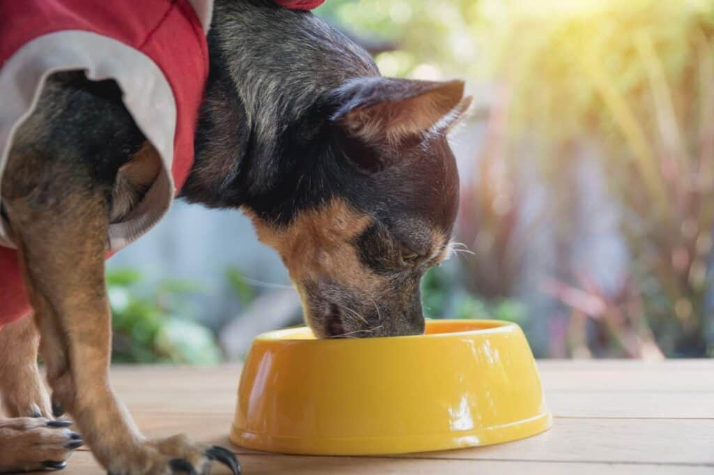 A dog eating from a yellow bowl.