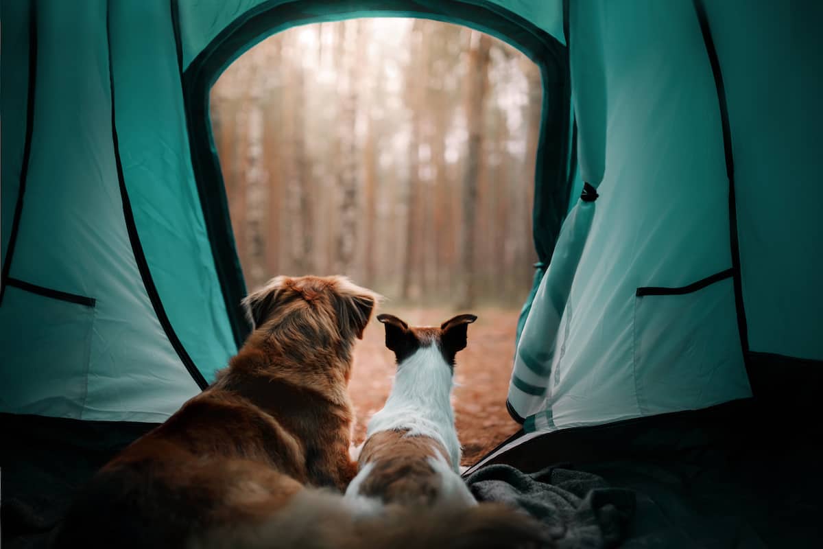 Two dogs looking out of a tent.