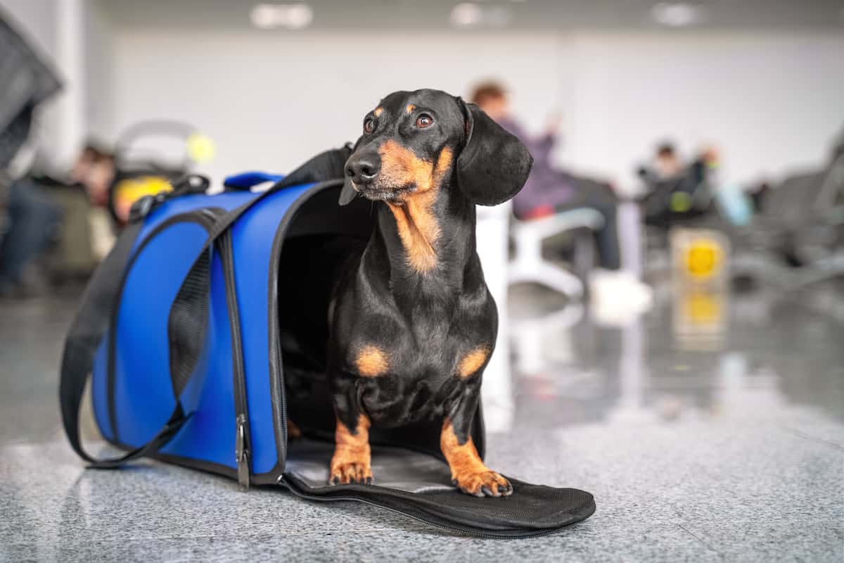 Dachshund dog in a blue carrier at an airport.