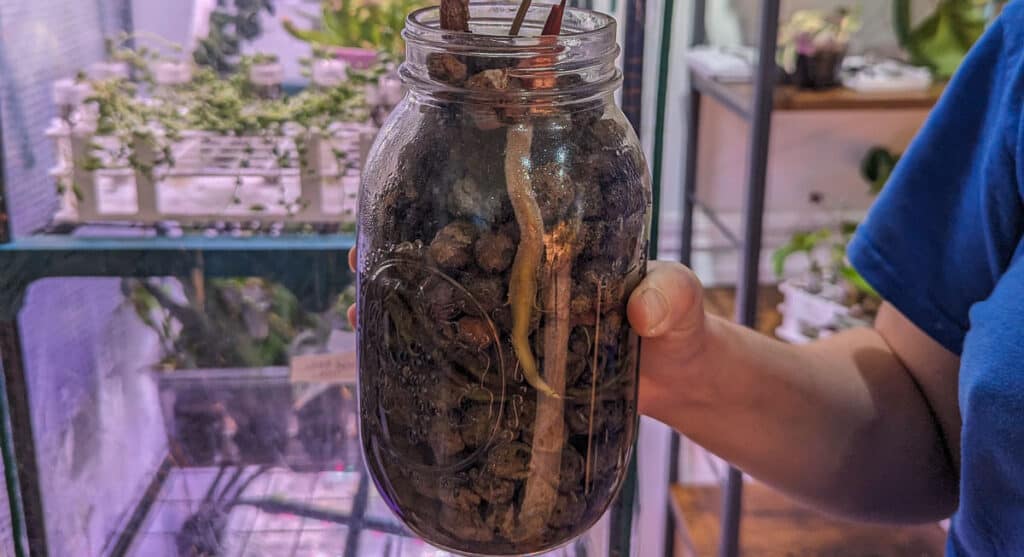 A person holding up a jar of plants grown in leca.