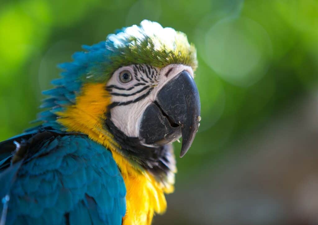 A close up of a blue and yellow parrot.