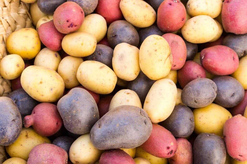 A pile of potatoes in a basket.