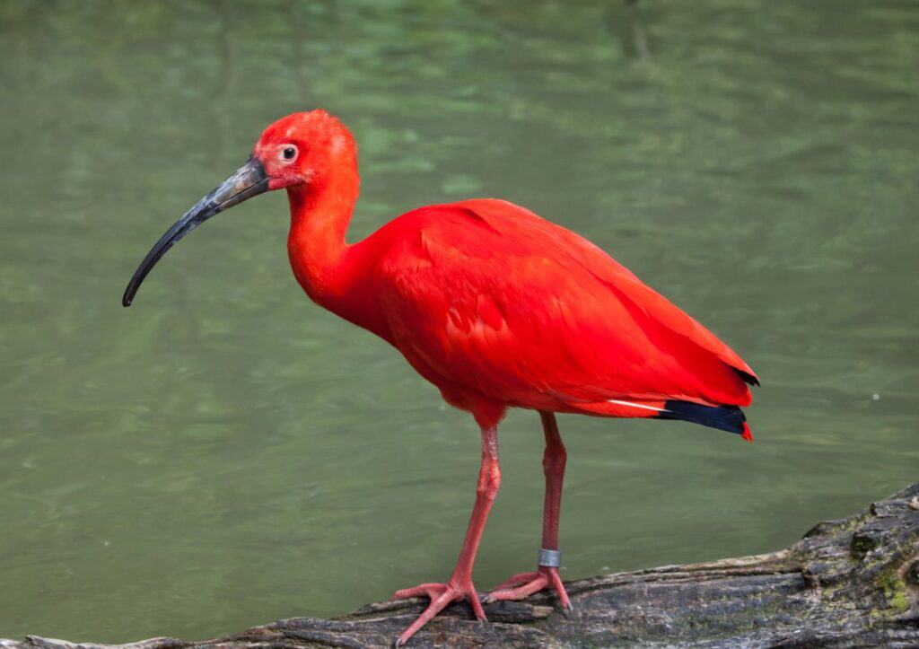 A red bird standing on a log in the water.
