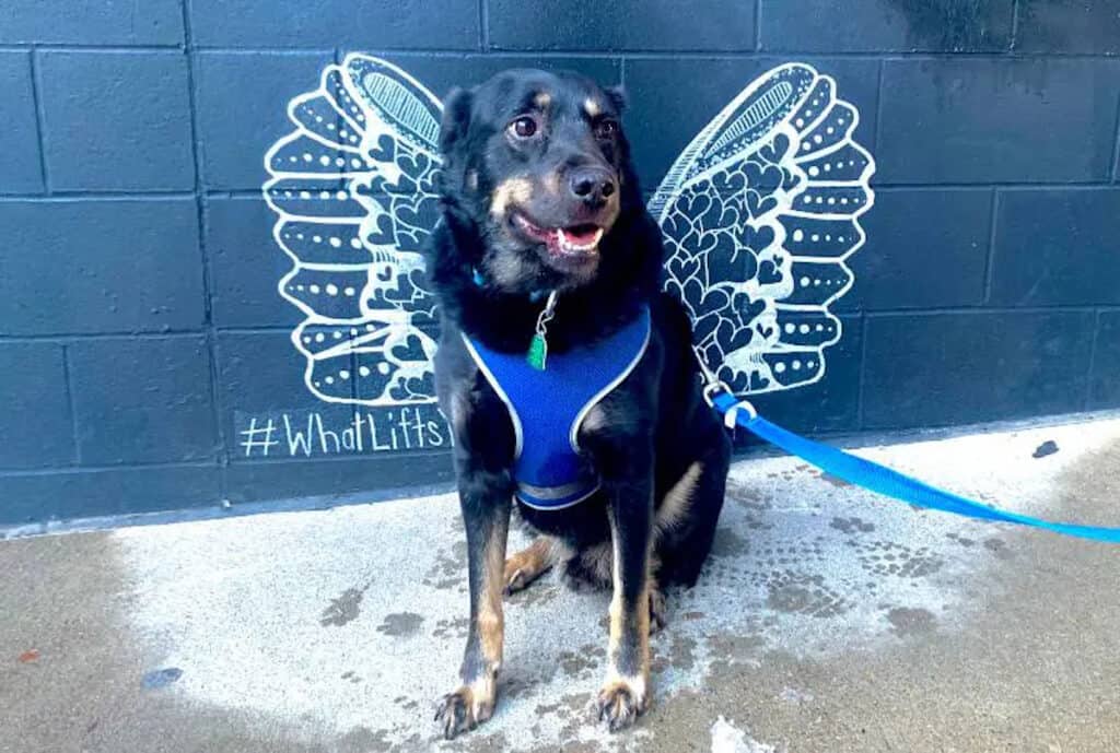 A black dog travel with pets wings on a leash in front of a wall.