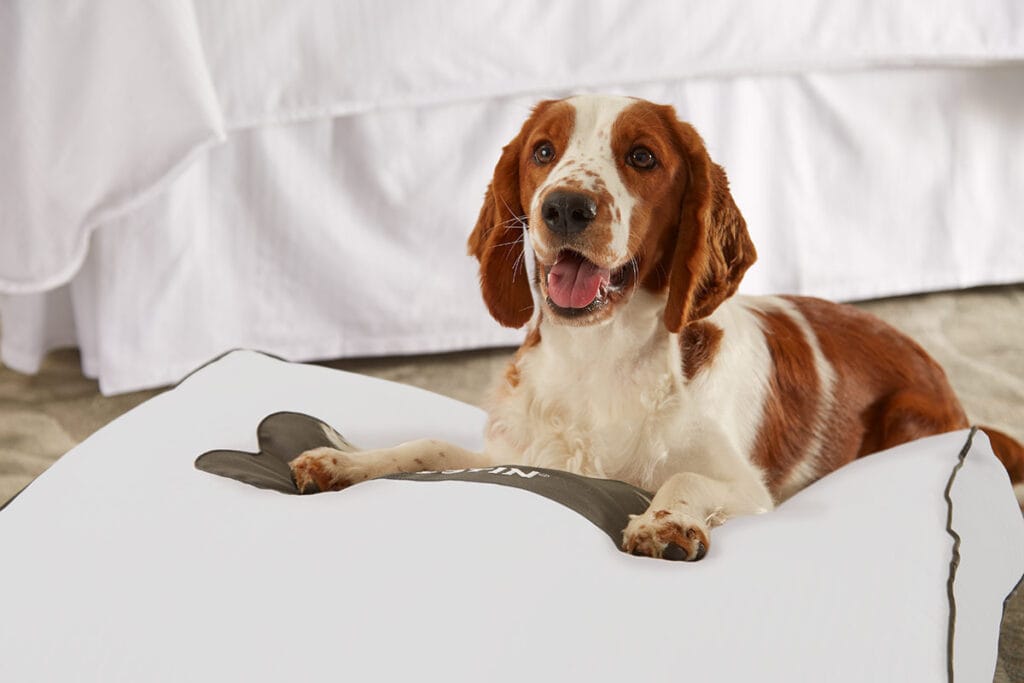 A brown and white dog peacefully resting on top of a comfortable bed.