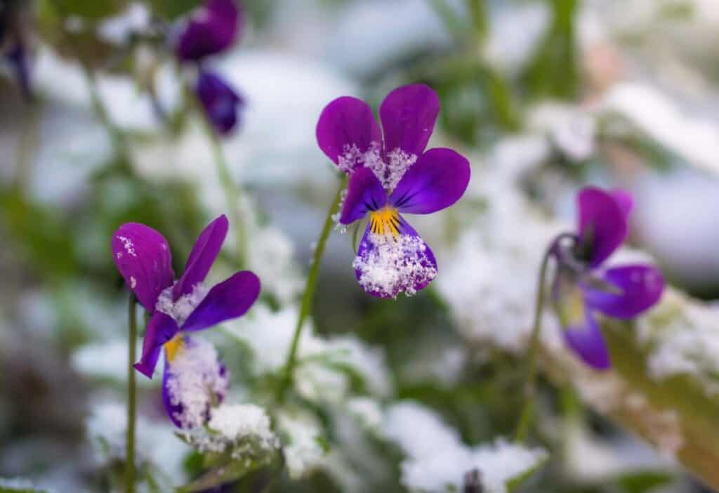 Purple violas, winter flowers in the snow.