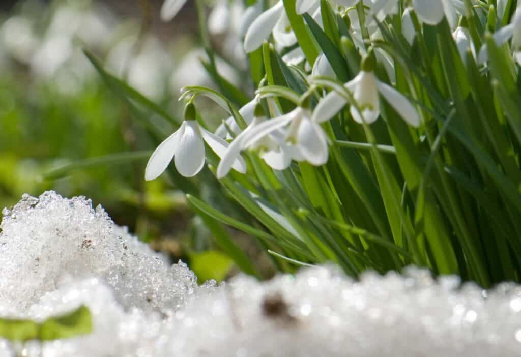 Winter flowers, snowdrops, blooming in the snow.