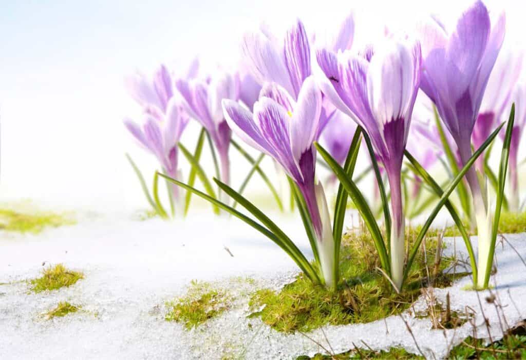 Winter flowers, such as purple crocuses, are growing in the snow.