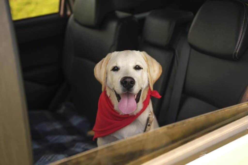 A dog traveling with pets sits in the back seat of a car.
