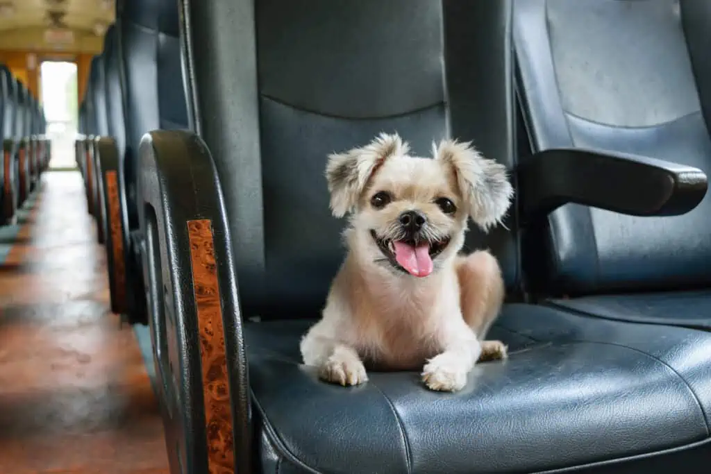 A small dog sitting on a train seat, comfortably traveling with its owner.