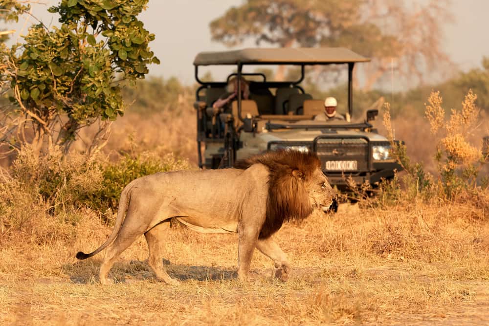An African lion walking in front of a safari vehicle.
