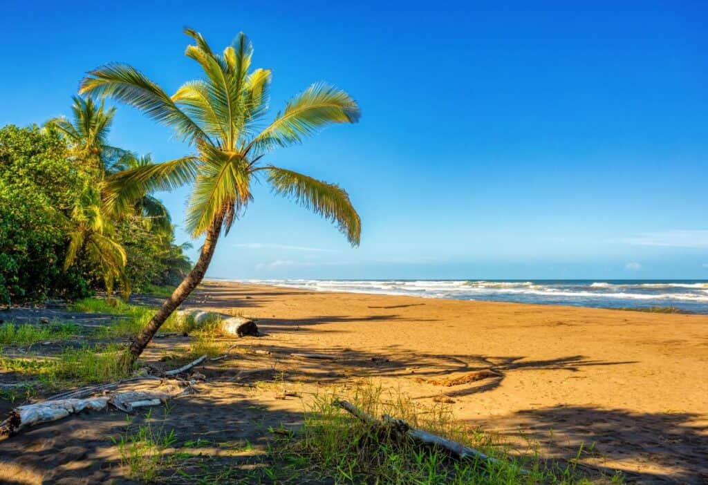 A palm tree on a sandy beach in costa rica.