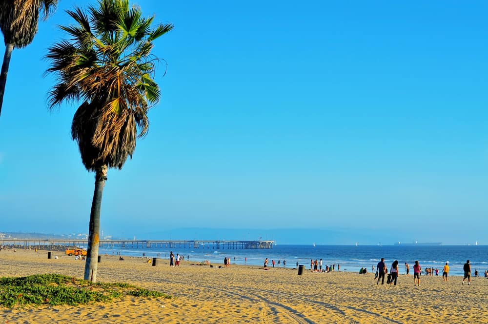 Palm trees on Venice beach.