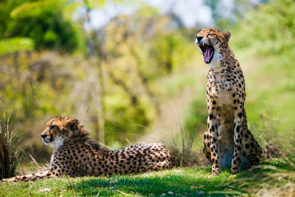 Two cheetahs yawning in the grass during an African safari.